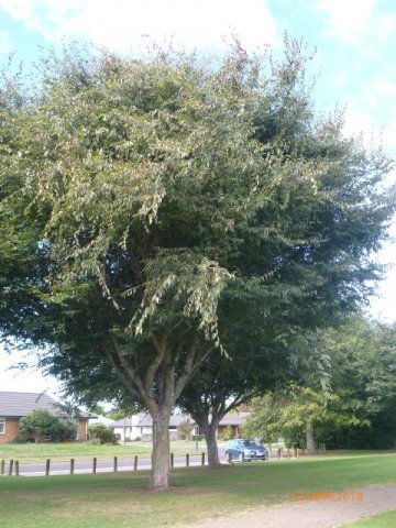Caucasian elm. Cambridge Tree Trust